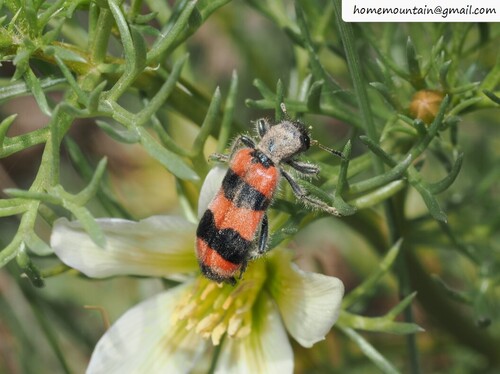 Trichodes sinae