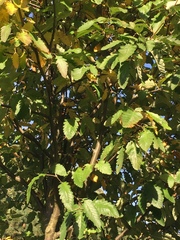 Hedlundia thuringiaca