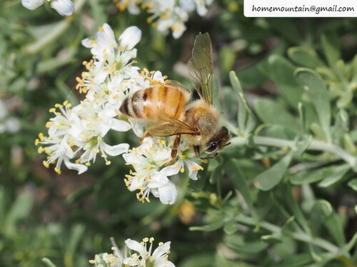 Western Honey Bee