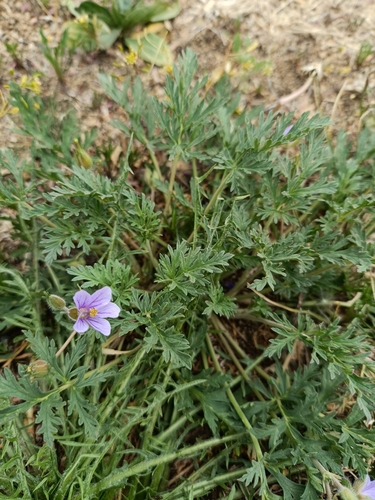 Erodium stephanianum (Erodium stephanianum)