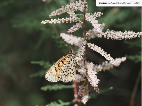 Melitaea romanovi