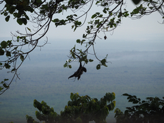 Cercopithecus mitis kandti