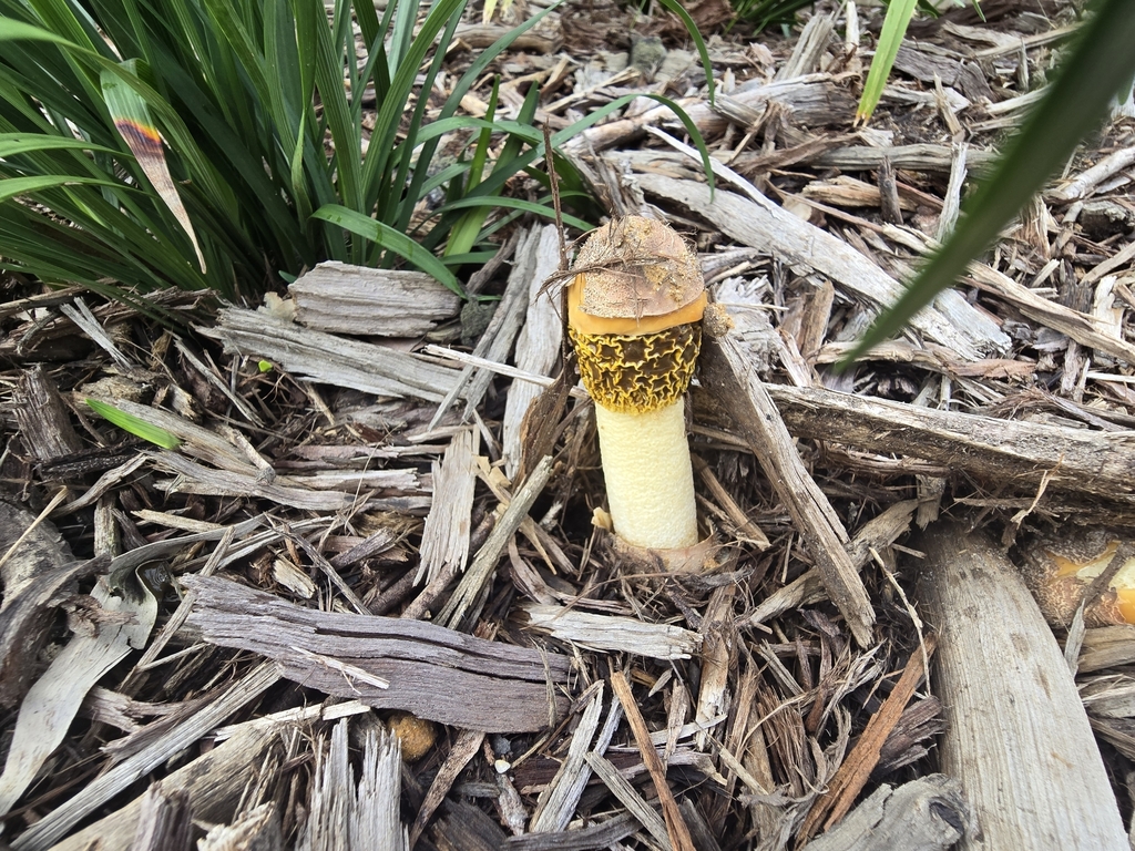 Phallus multicolor · June 2025 · photo: © jai_w (iNaturalist, cc0)