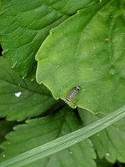 Amblysellus curtisii