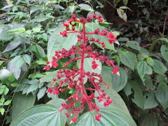 Miconia reversa