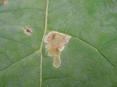 Amauromyza pleuralis