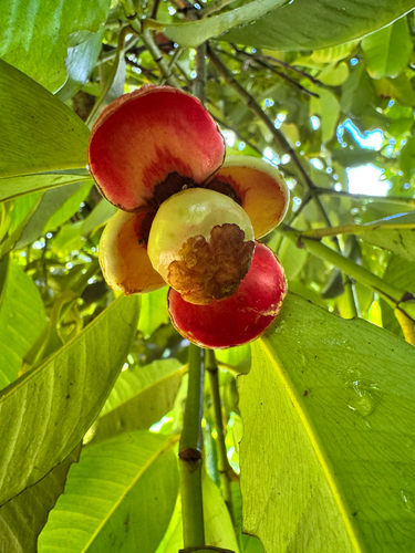 Garcinia mangostana observed 2025-05-30
