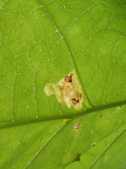 Amauromyza pleuralis