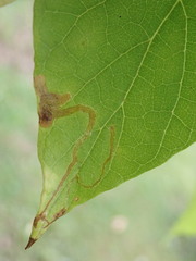 Amauromyza pleuralis