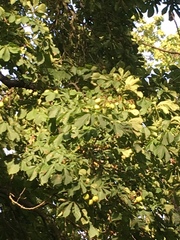 Aesculus hippocastanum