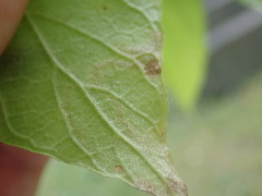 Amauromyza pleuralis