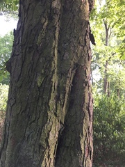 Aesculus hippocastanum