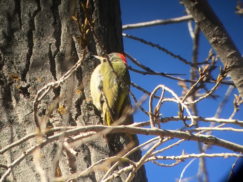 Levaillant's Woodpecker