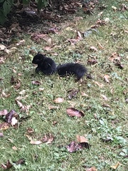 Sciurus carolinensis