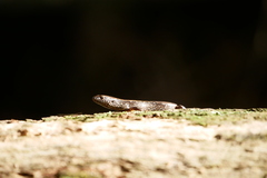 Copper Skink photo 1
