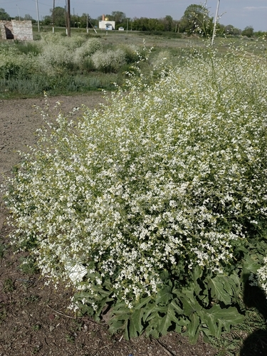 Crambe orientalis, photograph 6