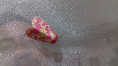 Psectrotarsia euposis