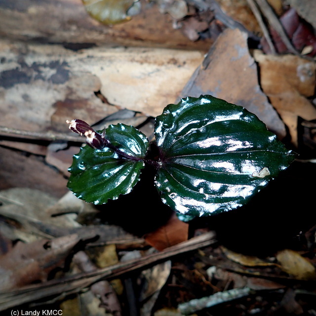 Liparis salassia