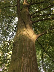 Carpinus betulus