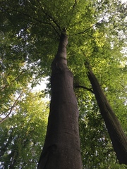 Fagus sylvatica