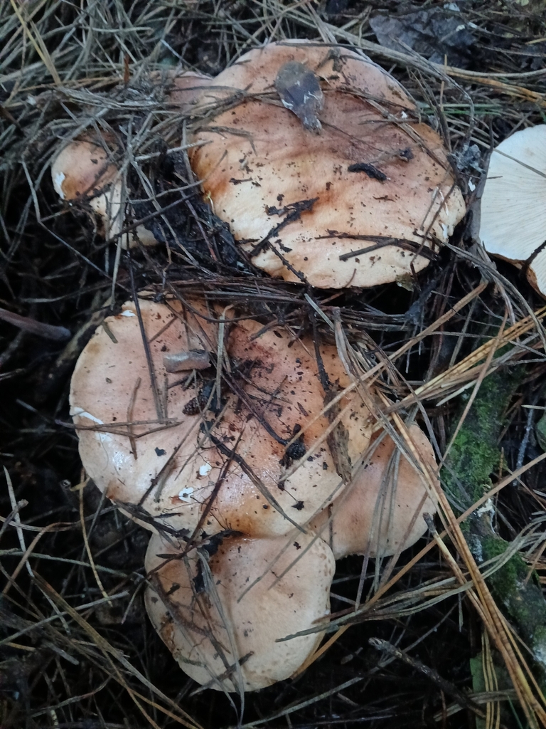 Tricholoma batschii · June 2025 · photo: © danparke (iNaturalist, cc-by)
