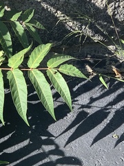 Ailanthus altissima