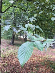 Carpinus betulus