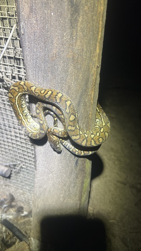 Coastal Carpet Python sighting