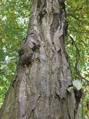 Carpinus betulus