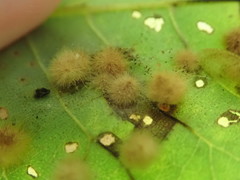 Caryomyia holotricha