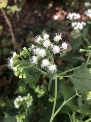 Ageratina altissima