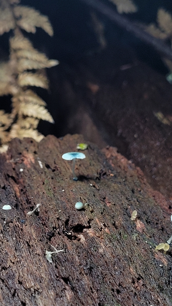 Mycena interrupta · June 2025 · photo: © s83482 (iNaturalist, cc-by)