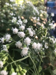 Ageratina altissima