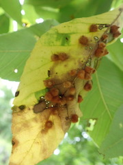 Caryomyia holotricha