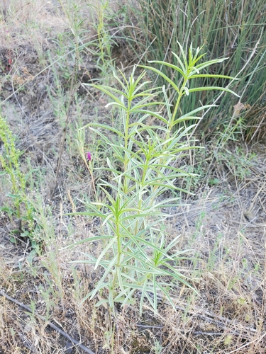 iNaturalist observation photo of narrowleaf milkweed