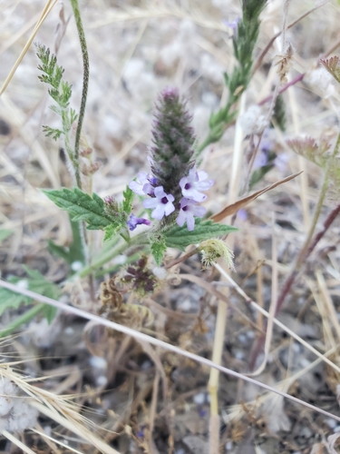 iNaturalist observation photo of western vervain