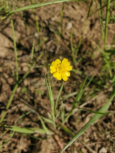 iNaturalist observation photo of buttercups