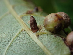 Caryomyia striolata