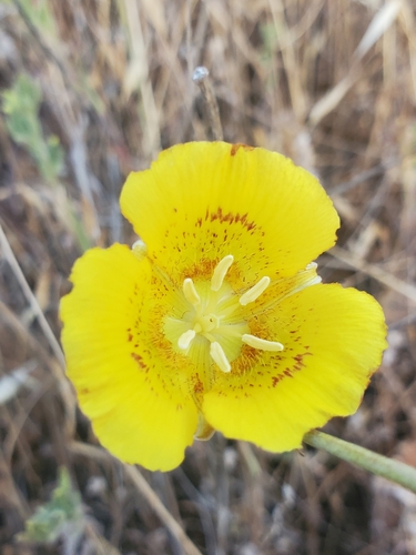 iNaturalist observation photo of Yellow Mariposa Lily