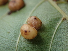 Caryomyia tuberculata