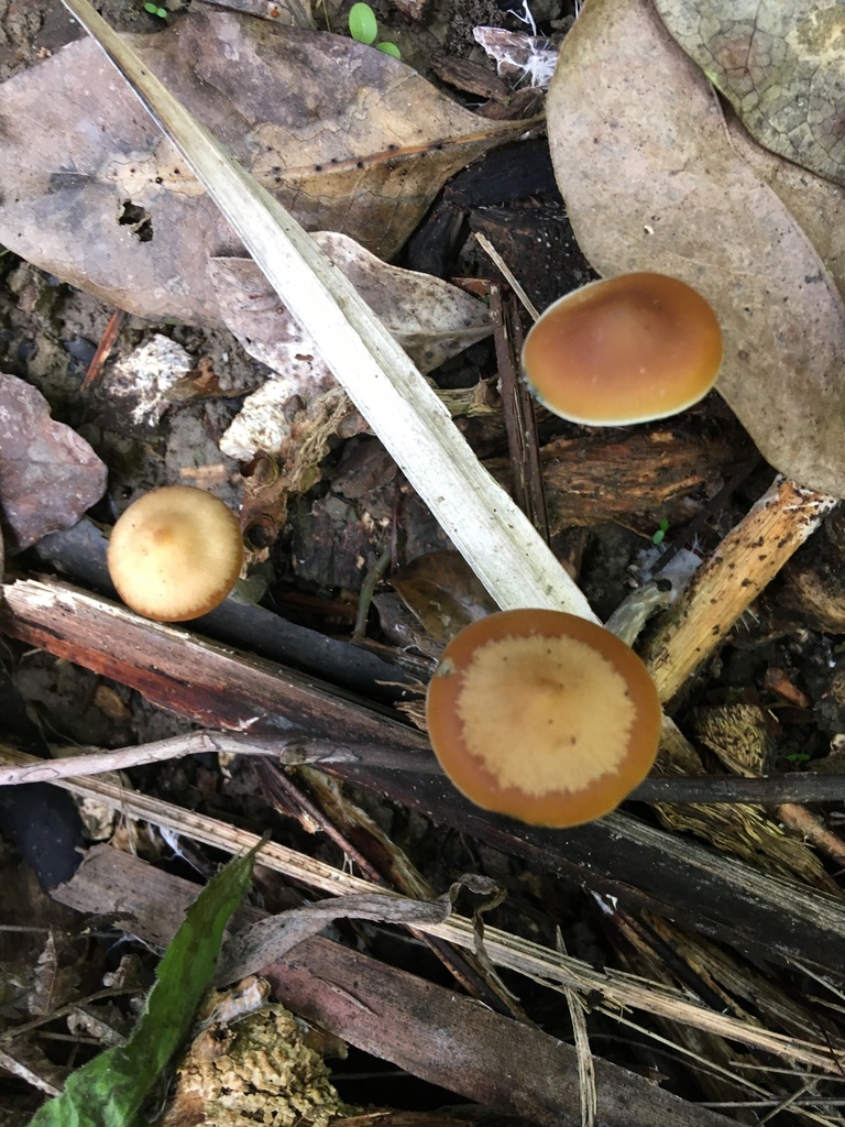 Psilocybe subaeruginosa · June 2025 · photo: © kaipatiki_naturewatch (iNaturalist, cc-by)
