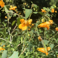 Impatiens capensis