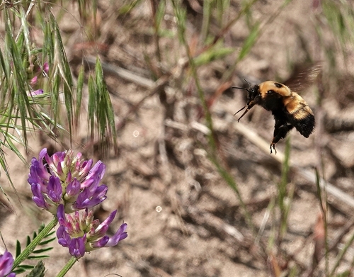 Nevada Bumble Bee photo 6