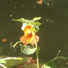 Impatiens capensis