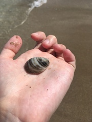 Crepidula fornicata image