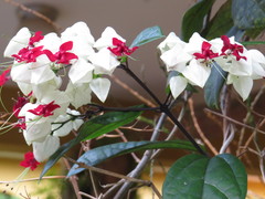 Clerodendrum thomsoniae