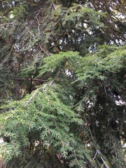 Tsuga canadensis