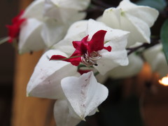 Clerodendrum thomsoniae