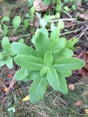 Hylotelephium telephium