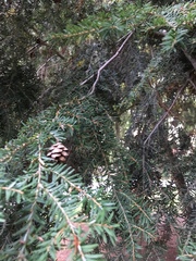 Tsuga canadensis